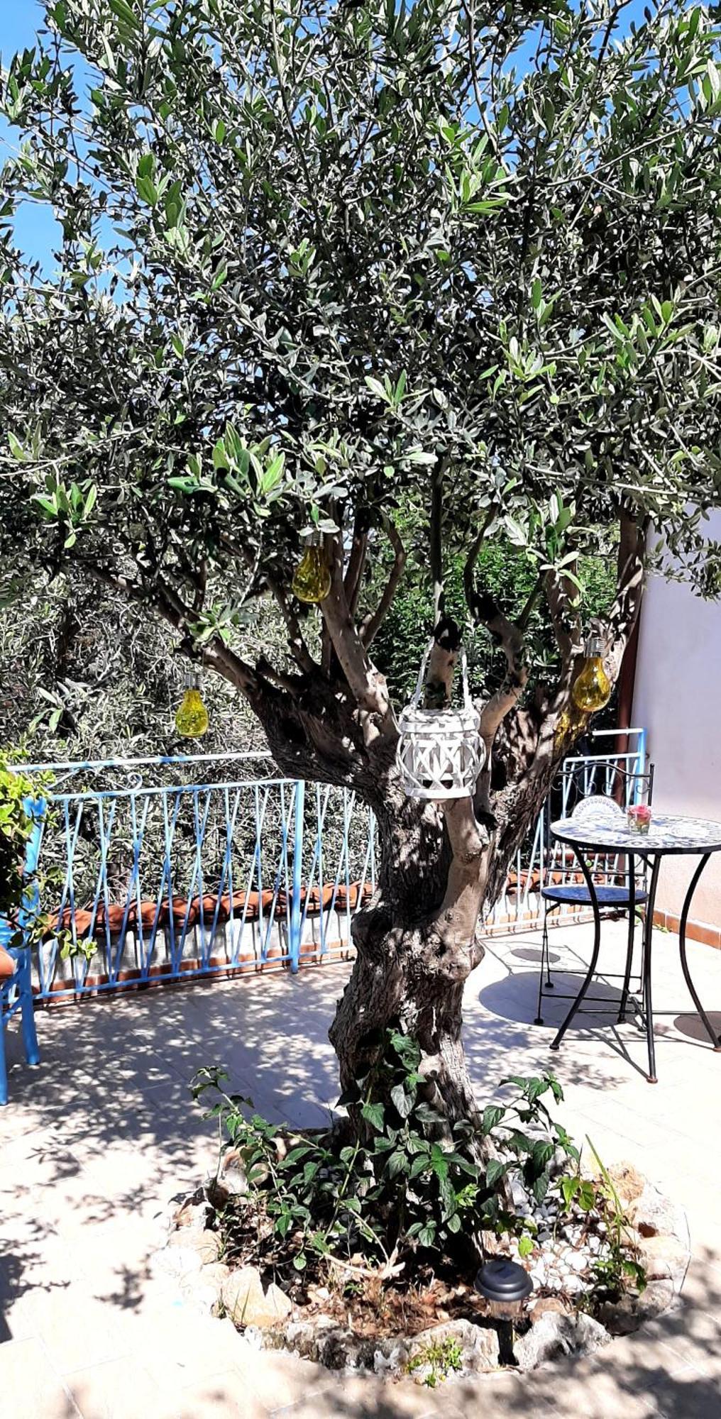 La Casetta Degli Ulivi Palerme Extérieur photo